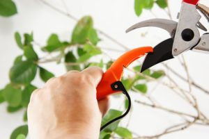 best pruning shears